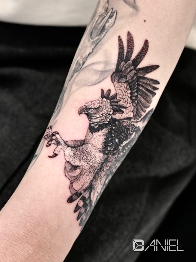harpy eagle tattoo Daniel